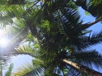 coconut, trees, love, nature