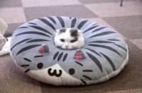 Cutie cat pillow lovelove