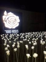 10k white roses cafe