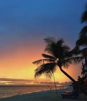 sunset, coconut tree