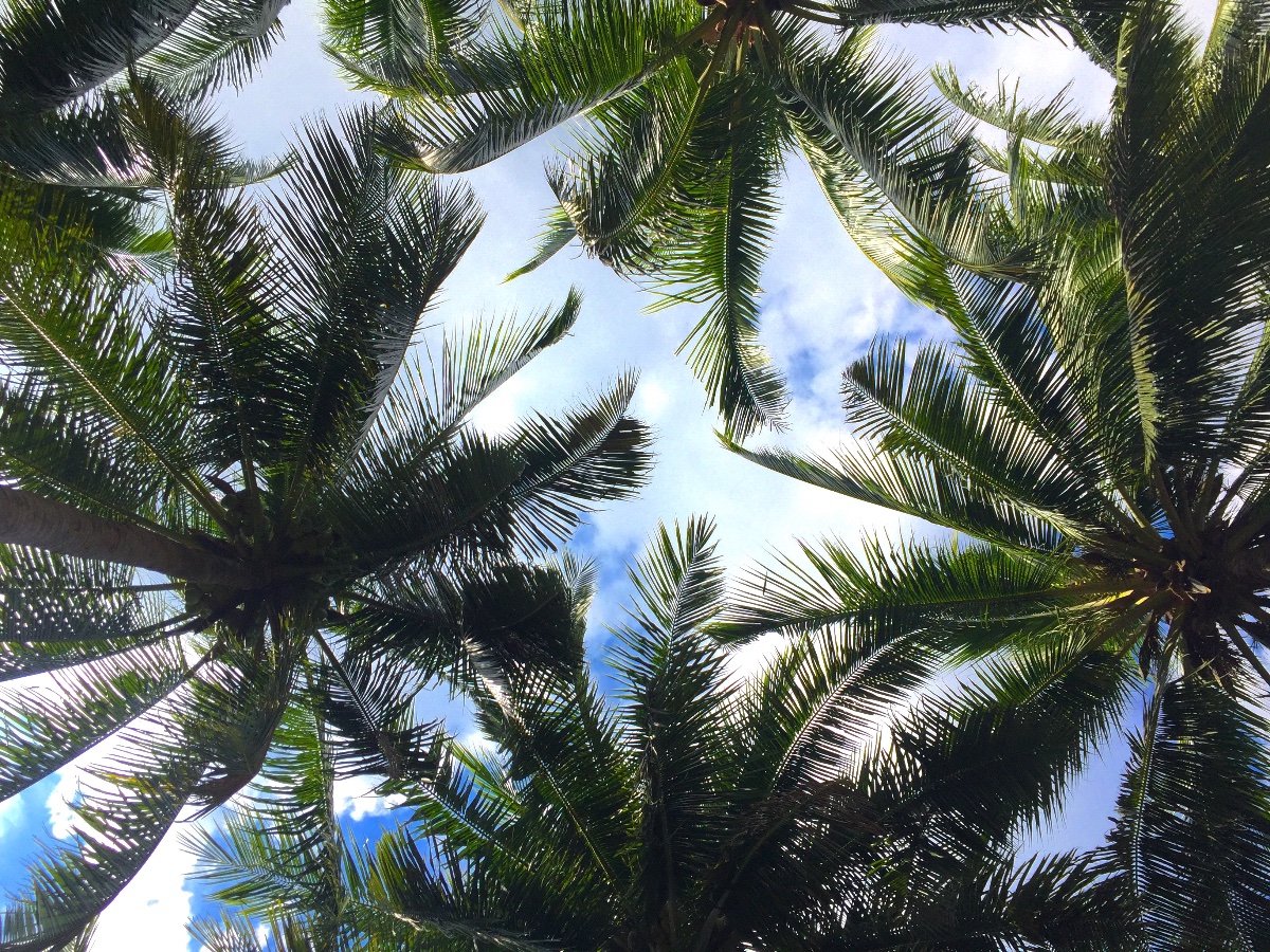 Coconut trees, sky, by the sea