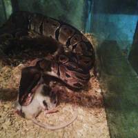 Feeders, food for exotic pets
