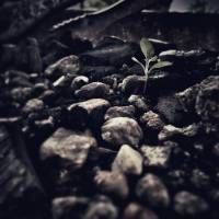 #leaf, #amateur, #photography