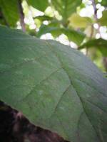 #Green #Leaf #plant #lovelynature #roots
