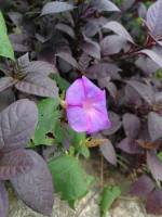 #plants #purpleflowers #green #leafy #lovelynature