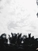 Trees, sky, coconut