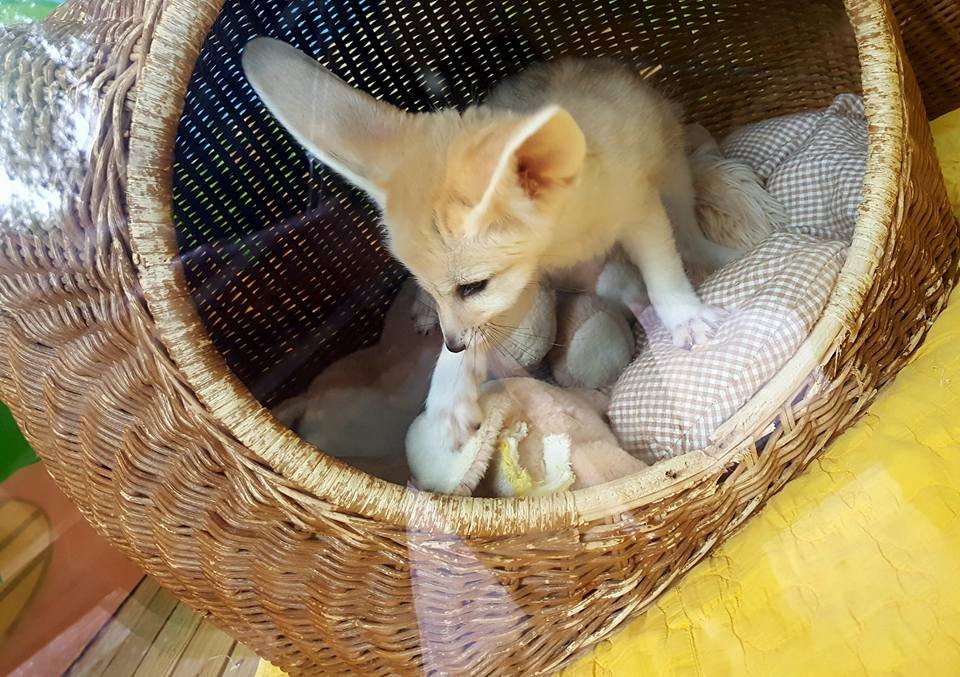 baby fox, everland korea, south korea, #travel, #trip, #fun, #family, blessed, exploring another world