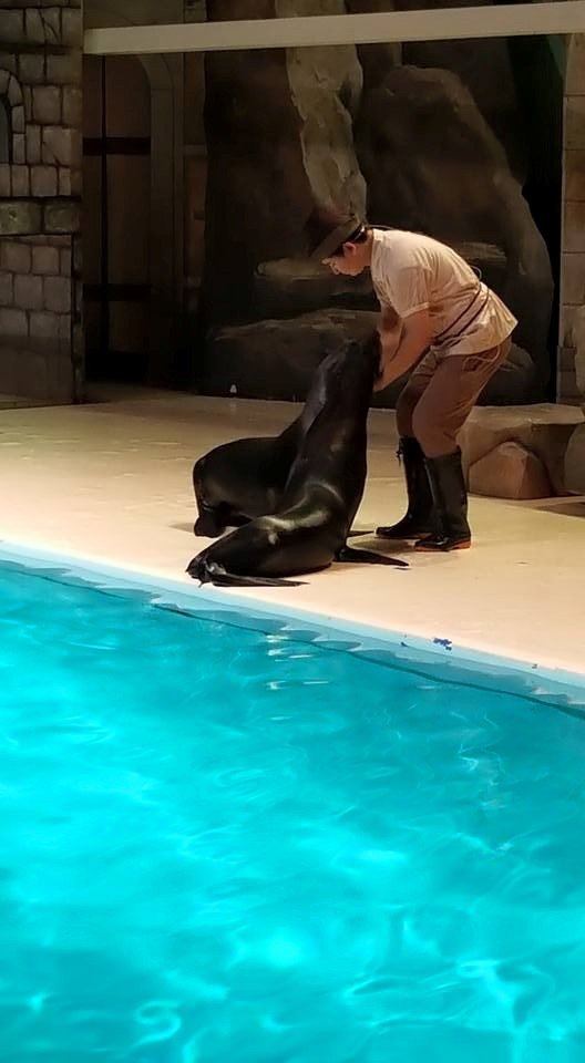 seals, everland korea, south korea, #travel, #trip, #fun, #family, blessed, exploring another world