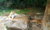 tigers, evarland korea, south korea, #travel, #trip, #fun, #family, blessed, exploring another world