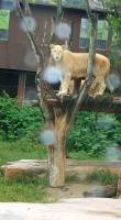 lion, lioness, everland korea, south korea, #travel, #trip, #fun, #family, blessed, exploring another world