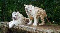 white tigers, beautiful, everland korea, south korea, #travel, #trip, #fun, #family, blessed, exploring another world