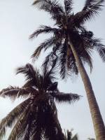 coconut trees, #travel, #traveler