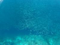 Swimming with Sardines
