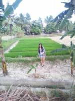 Province of Alcantara Cebu greenfield palayan