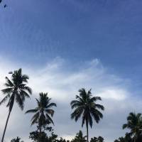 Coconut trees #nofilter #morningshot
