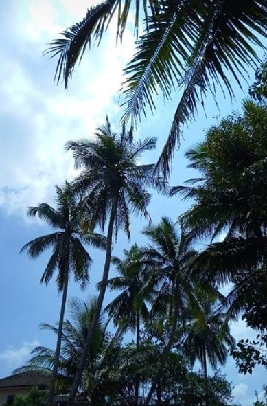 tall coconut trees 