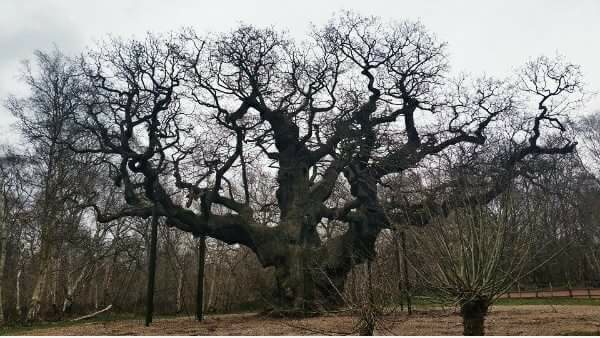 The major oak tree, hiding place of Robinhood, thousand years old oak, Sherwood Forest, Nottingham, England, UK