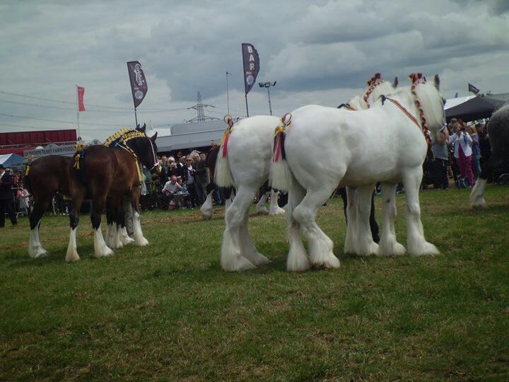 Working Horses, Heckington Show