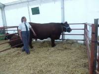 A 6 year old livestock Kerry Cow, I fancy beef steak, yummy Heckington Show