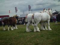 Working Horses, Heckington Show