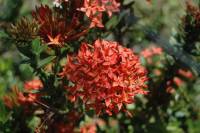 Red Gumamela Flower