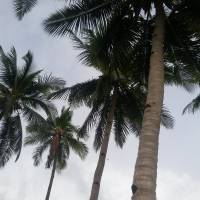 The beautiful coconut trees of Olango Island