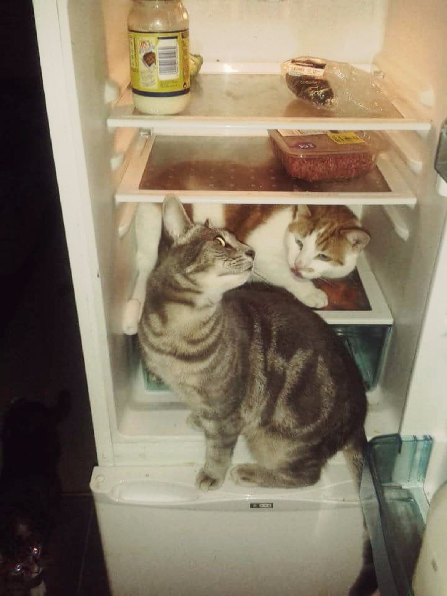 Cats, fridge, cheeky, food, laugh, silly