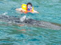 me  close encoounter with whale shark #whaleshark