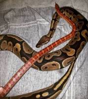 My loving snakes