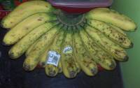 Banana for the kids