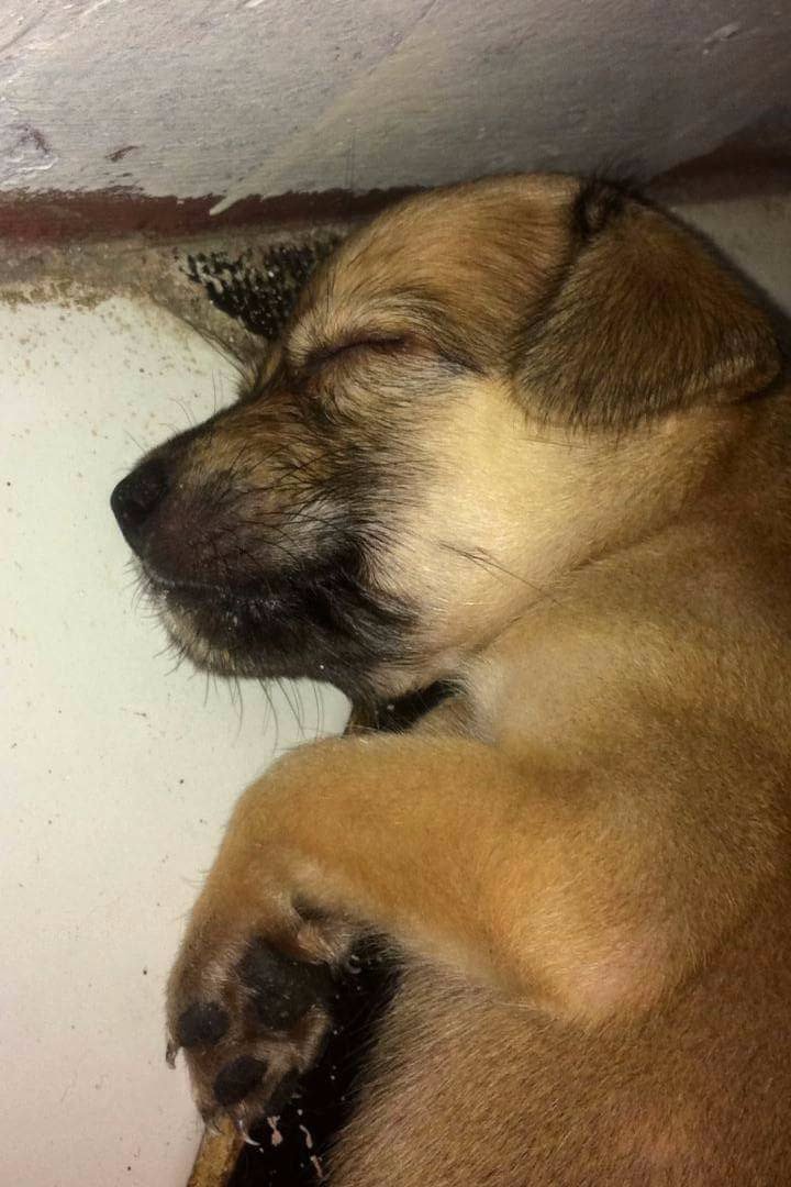 Dog, Puppy, Sleeping