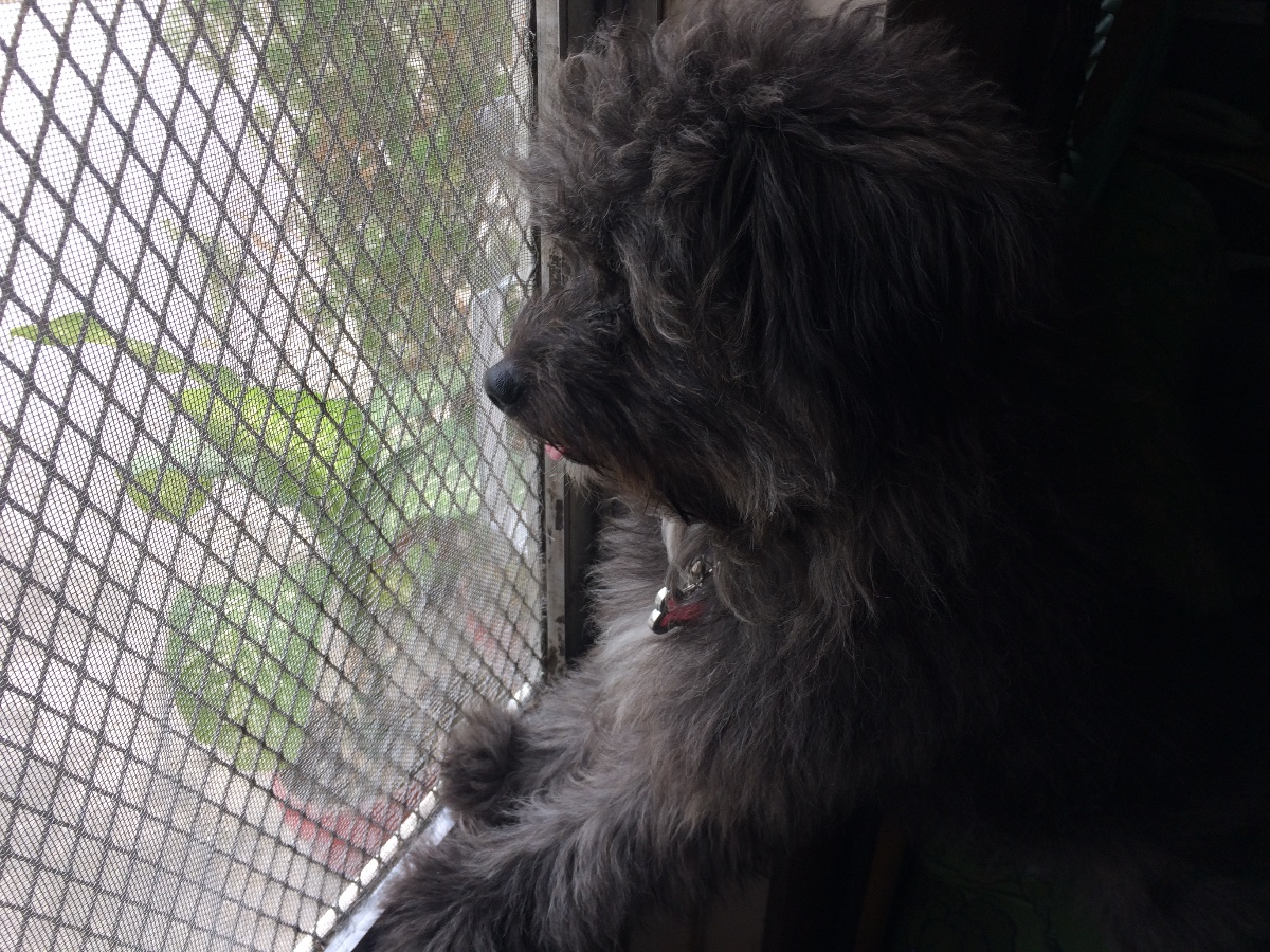 doggo staring out the window