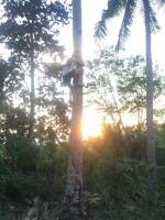 Coconut, Tree, Climb, Province, Relax, Chill