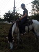 Horse, Saddle, Grass