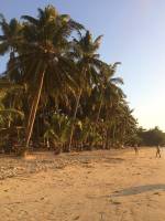 Beach, Coconut Trees, Chill