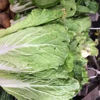 Cabbage for sale, mercado