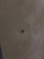 Insect in the bathroom