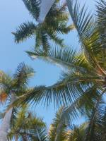 Leaves, palm, trees, sky, 