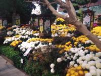 #flowerdome, #singapore, #travel, #nature, #organic, #bauty, #dating