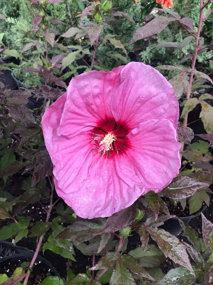 lovely pink flower