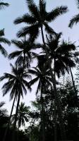 under the coconut tree