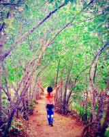 mangroves forest