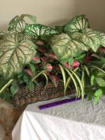 table plants