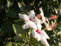 gumamela flower