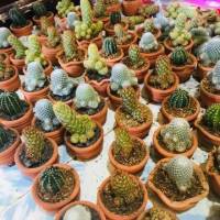 miniature cactus