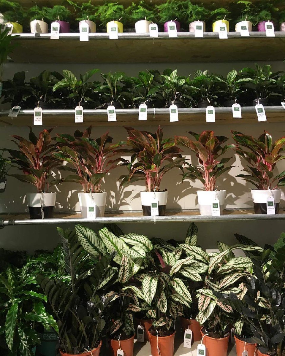 variety of beautiful plants