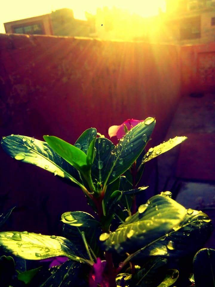 My plant and the sunlight