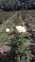 White roses, harvested