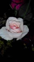 White rose blooming