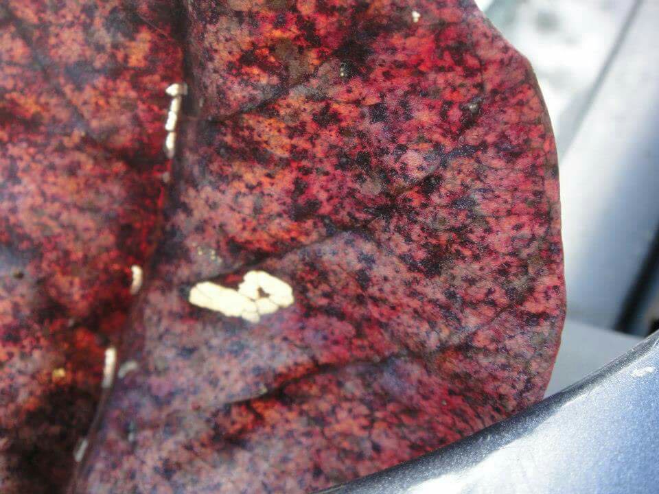 red, leaf, heart